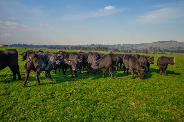 AU$ 119 – Founders Small Box