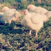 Pasture Raised Whole Chicken Box | Ethical & Regenerative - Image 3