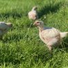 Pasture Raised Whole Chicken Box | Ethical & Regenerative - Image 4