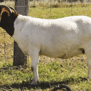 Full Free Range Pastured Raised Goat