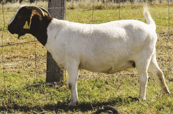 Full Free Range Pastured Raised Goat