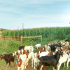 Full Free Range Pastured Raised Goat - Image 4