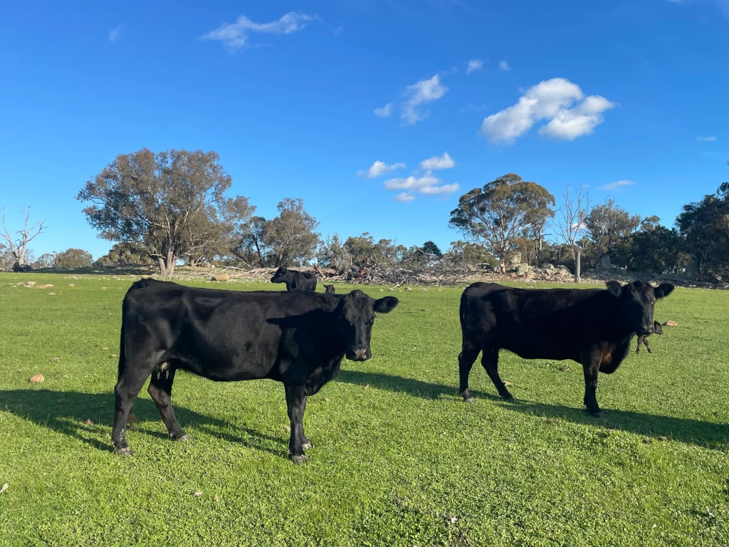 Cows_1