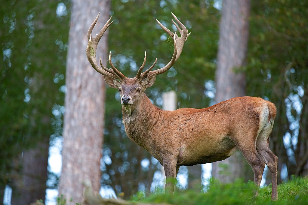 1024px-Cervus_elaphus_Luc_Viatour_61.jpg