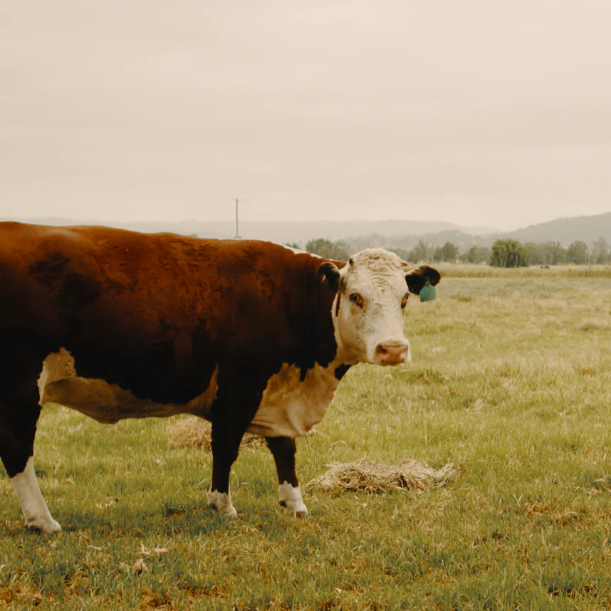 Cows_1.1.1.webp