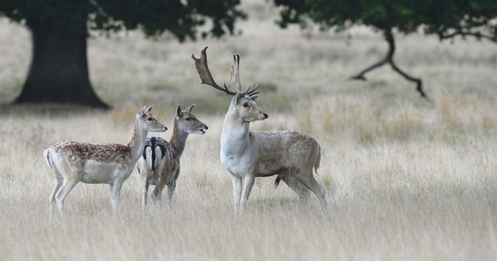 fallow-deer[1]