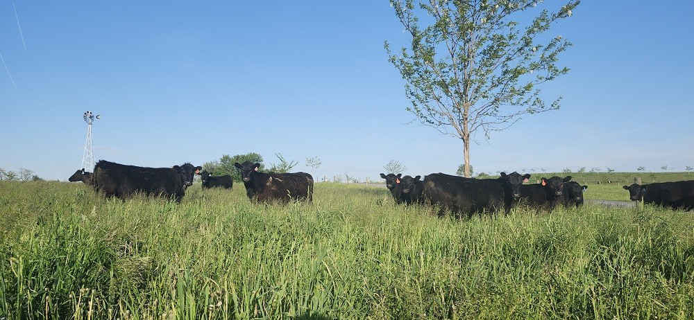 Cedar Creek Farms Half Pack Beef gallery image 2