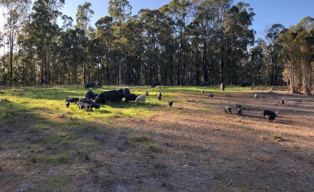Hogans Free Range 5kg Pack gallery image 2